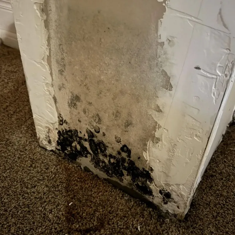 Professional Mold Removal in Bland, VA